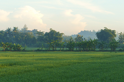 Rice Field Yogya 